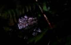 Batrachostomus moniliger