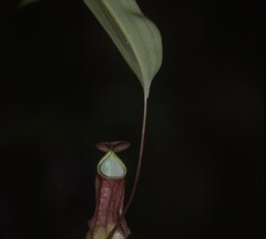 Nepenthes distillatoria