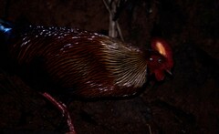 Gallus lafayettii