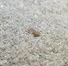 Willowsia nigromaculata