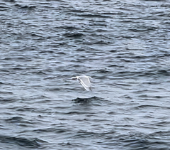 Larus glaucescens