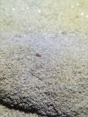 Willowsia nigromaculata