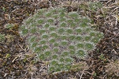 Plantago rigida