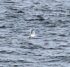 Larus glaucescens