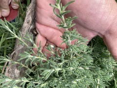 Enchylaena tomentosa