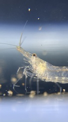 Neocaridina palmata