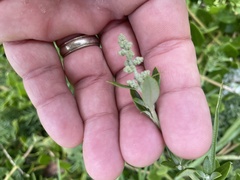Rhagodia candolleana