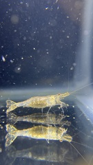 Neocaridina palmata