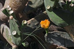 Opuntia bonaerensis
