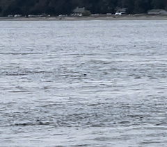 Cerorhinca monocerata