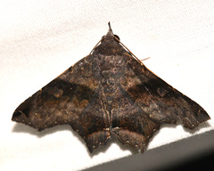 Euclystis manto