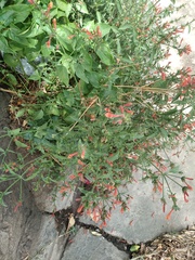 Dicliptera squarrosa