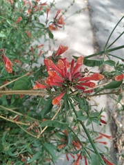 Dicliptera squarrosa