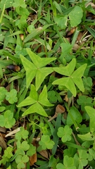 Oxalis intermedia