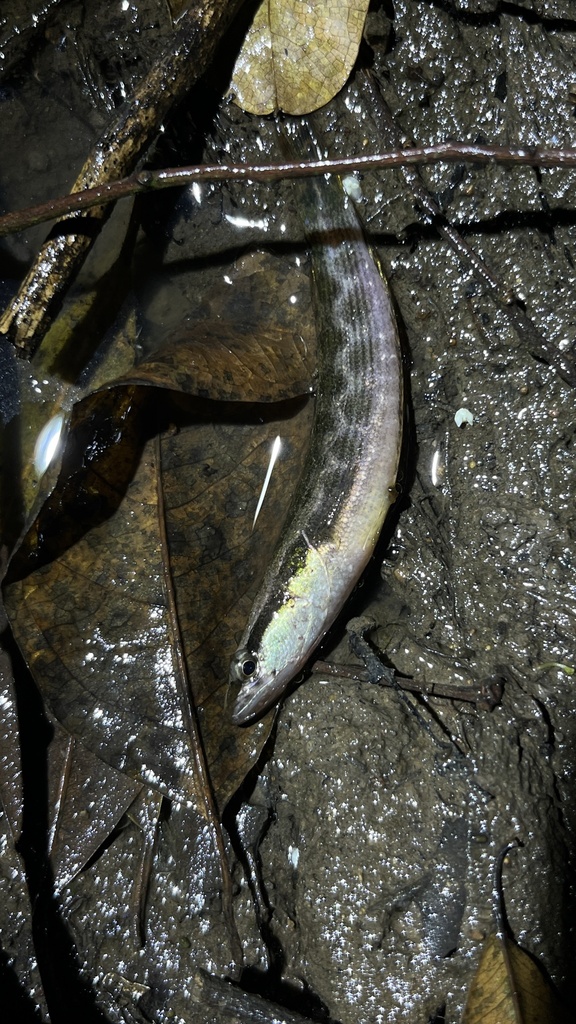 Forest Snakehead (Channa lucius)