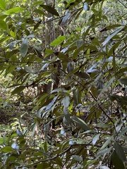 Nectandra coriacea