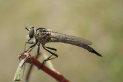 Asilidae
