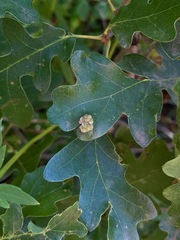 Aceria trichophila