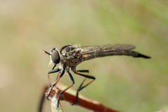 Asilidae