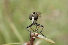 Asilidae