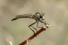 Asilidae
