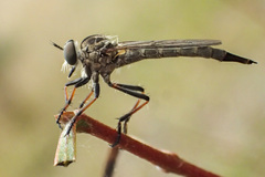 Asilidae