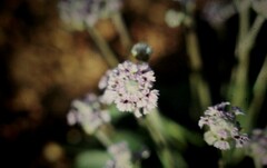 Dampiera eriocephala