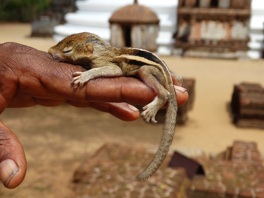 Palm Squirrels