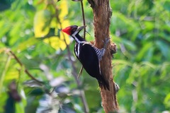 Campephilus melanoleucos