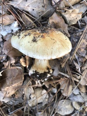Cortinarius ponderosus