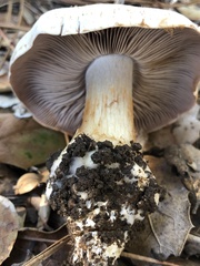 Cortinarius ponderosus