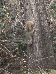 Sciurus niger