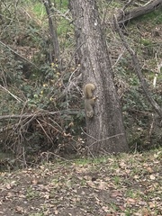 Sciurus niger