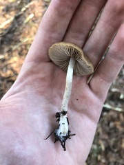Psathyrella longistriata