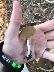Psathyrella longistriata