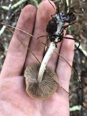 Psathyrella longistriata