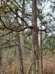 Chamaecyparis thyoides