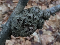 Callirhytis quercuspunctata