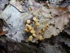 Cudonia lutea