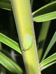 Gaeotis nigrolineata