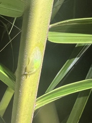 Gaeotis nigrolineata