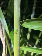 Gaeotis nigrolineata