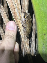 Eleutherodactylus coqui