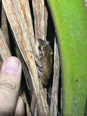 Eleutherodactylus coqui