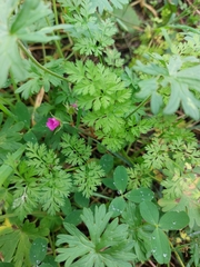 Geranium dissectum