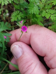 Geranium dissectum
