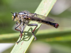 Neoscleropogon