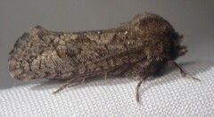 Acrolophus arcanella