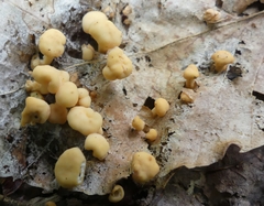 Cudonia lutea