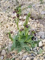 Ophrys speculum